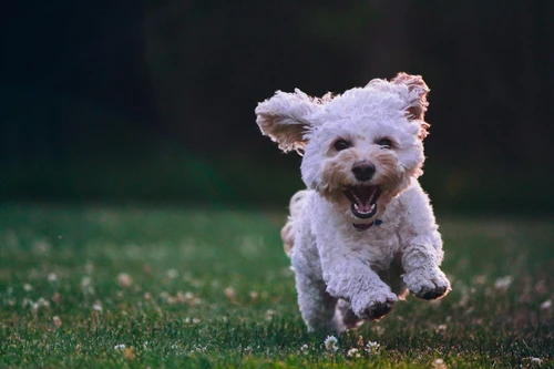 Joyful dog with owner in Buffalo park
